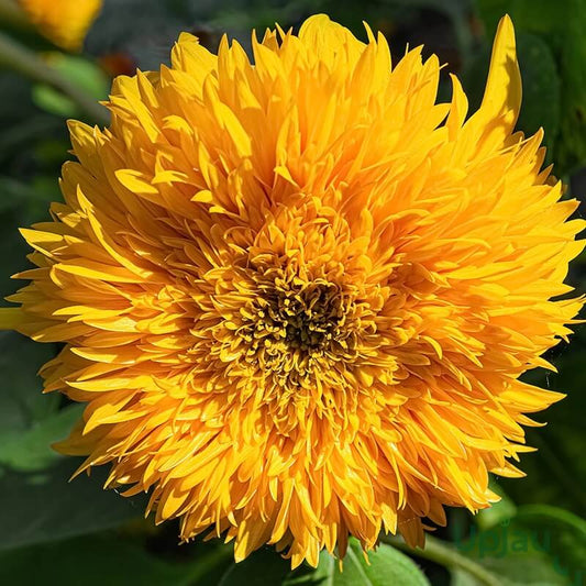 Teddy Bear Dwarf Sunflower Seeds