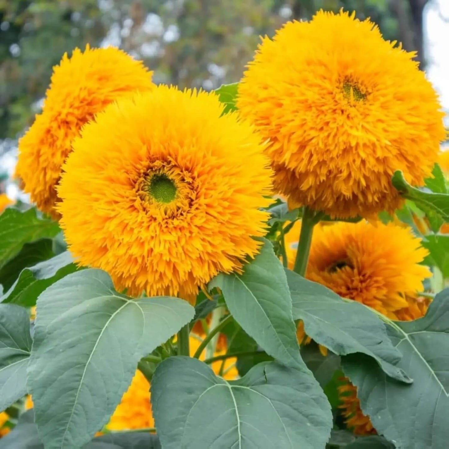 Teddy Bear Dwarf Sunflower Seeds