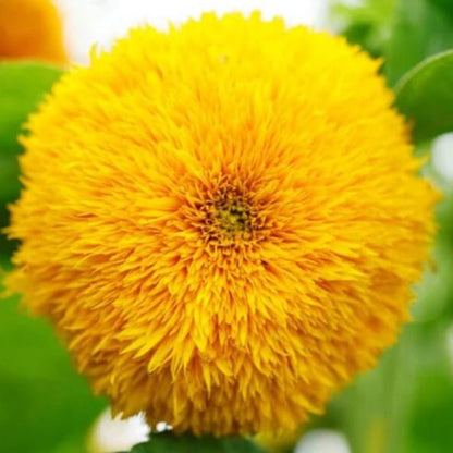 Teddy Bear Dwarf Sunflower Seeds