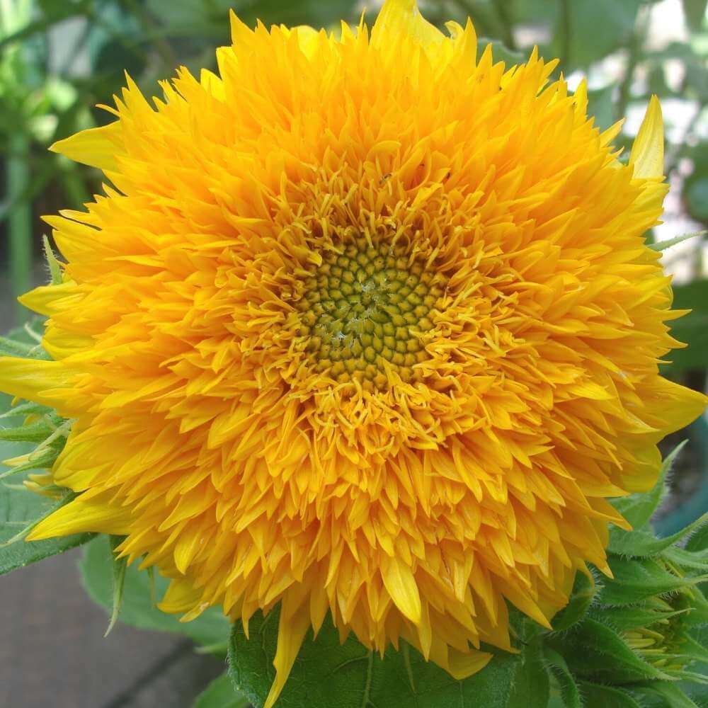 Teddy Bear Sunflower Seeds - Flower Plant