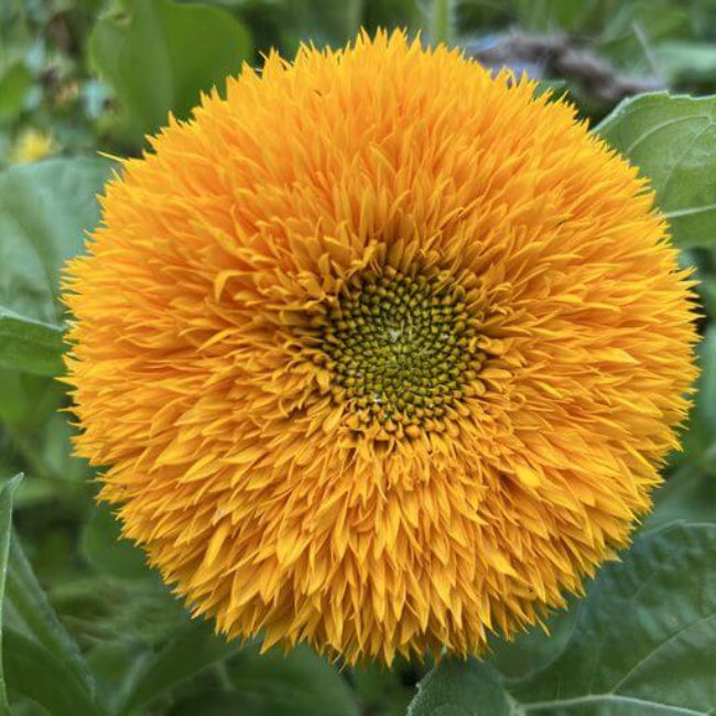 Teddy Bear Sunflower Seeds - Flower Plant