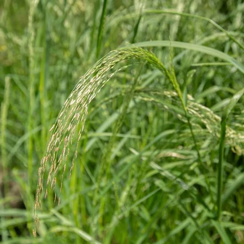 Teff seeds - Grass Seeds for Home Gardens