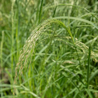 Teff seeds - Grass Seeds for Home Gardens