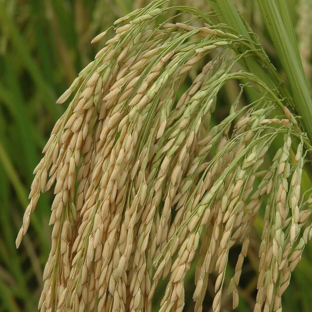 Teff seeds - Grass Seeds for Home Gardens