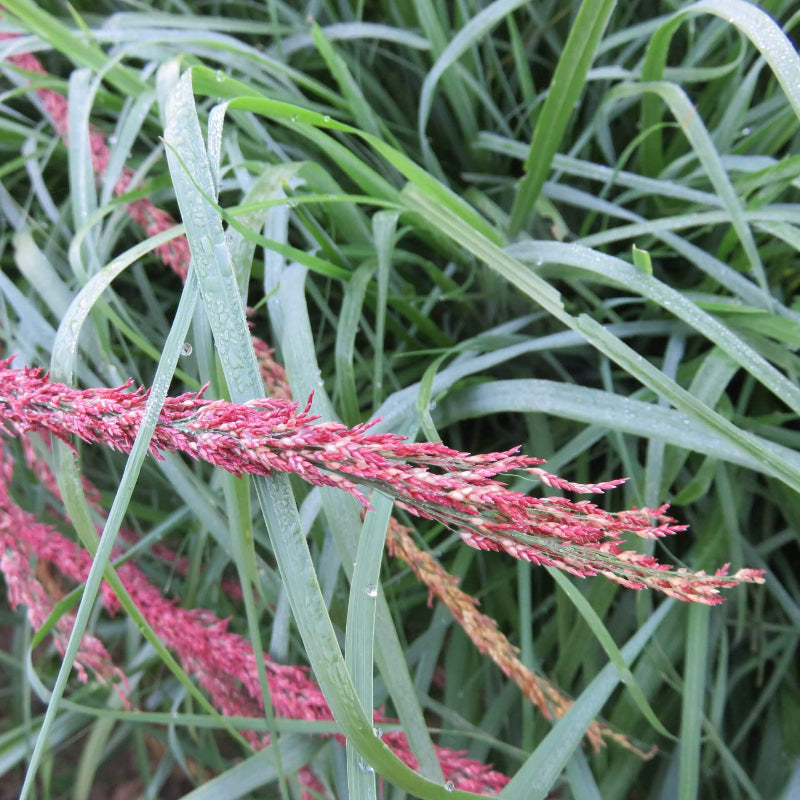 Teff seeds - Grass Seeds for Home Gardens