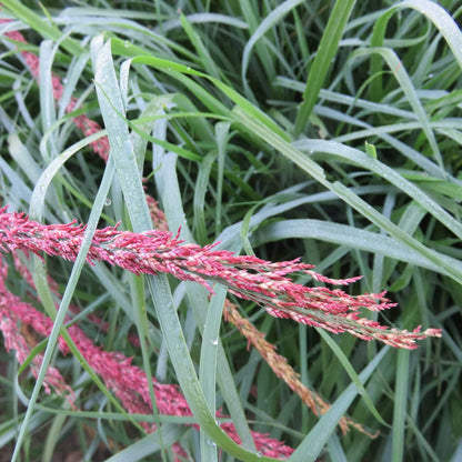 Teff seeds - Grass Seeds for Home Gardens