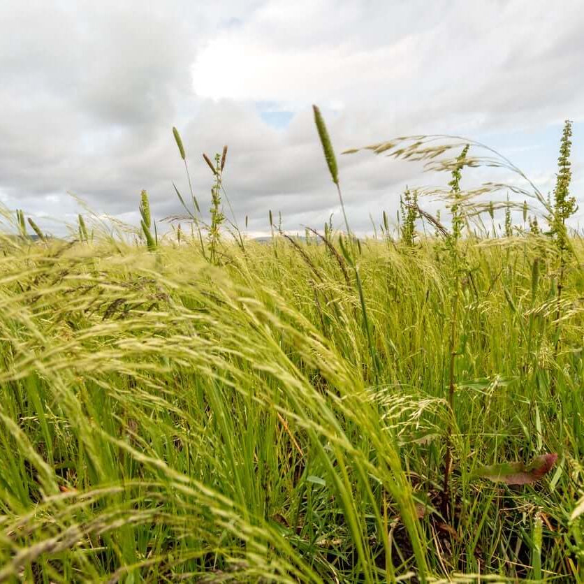 Teff seeds - Grass Seeds for Home Gardens