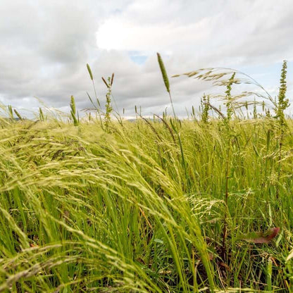 Teff seeds - Grass Seeds for Home Gardens