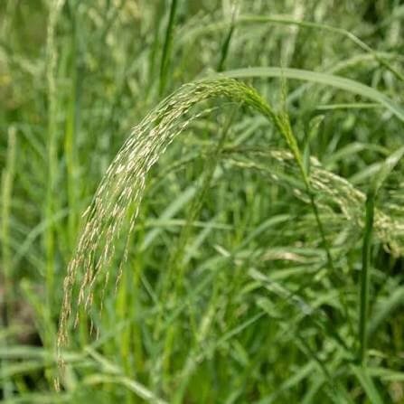 Teff seeds for sale