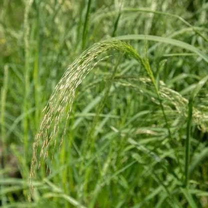 Teff seeds for sale