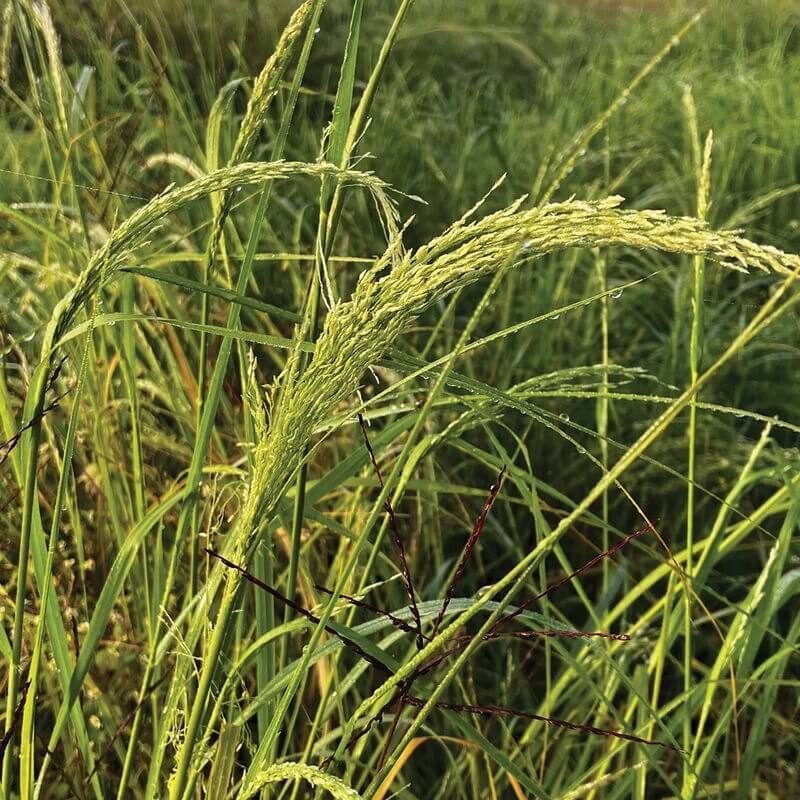 Teff seeds for sale