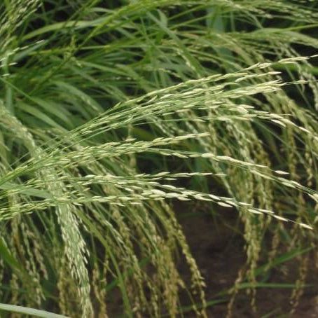 Teff seeds for sale