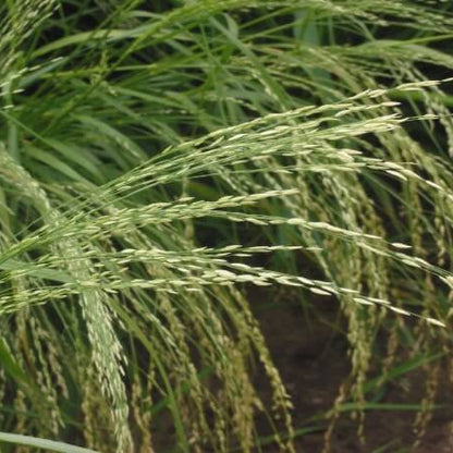 Teff seeds for sale