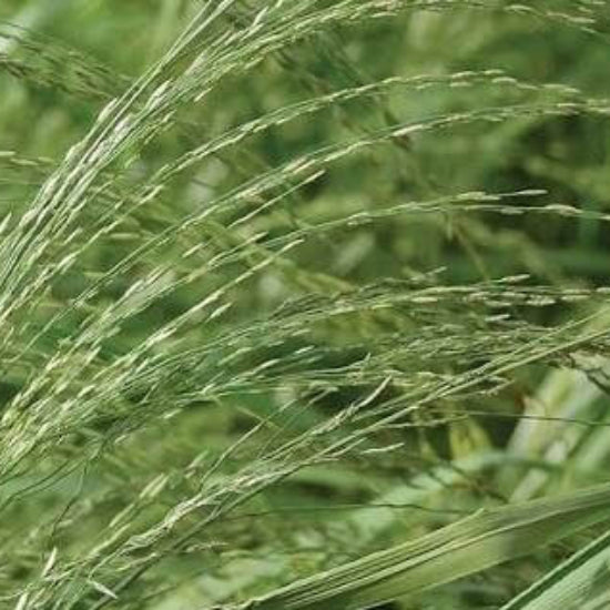 Teff seeds for sale