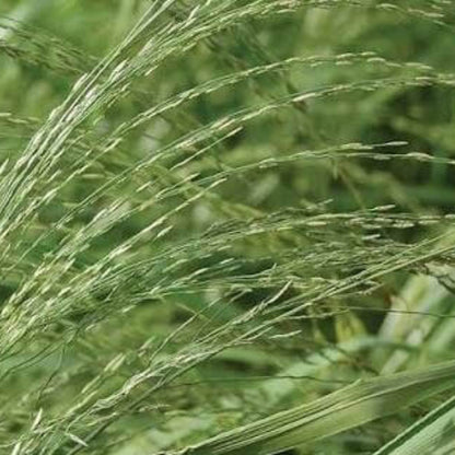 Teff seeds for sale