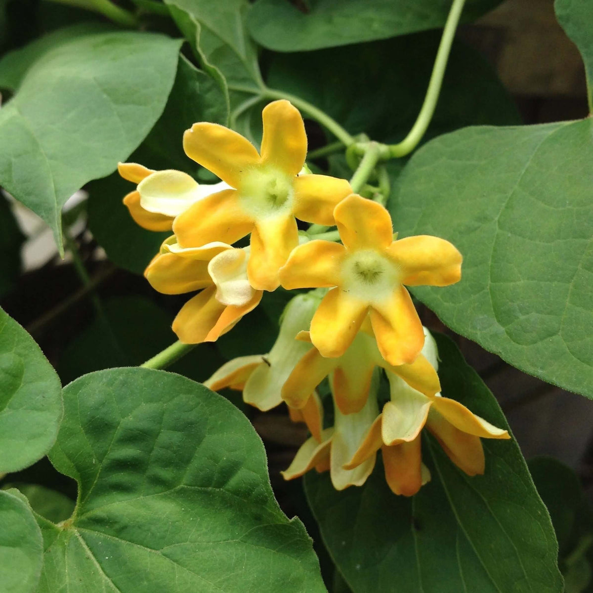 Telosma Cordata Seeds -  Heirloom Flower Plant for Home Gardens