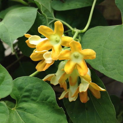 Telosma Cordata Seeds -  Heirloom Flower Plant for Home Gardens