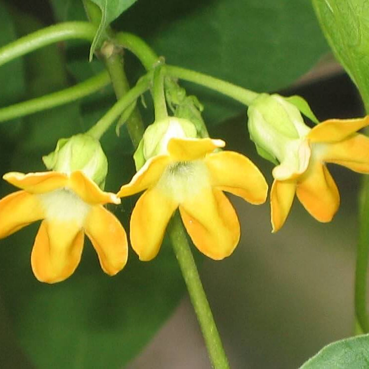Telosma Cordata Seeds -  Heirloom Flower Plant for Home Gardens