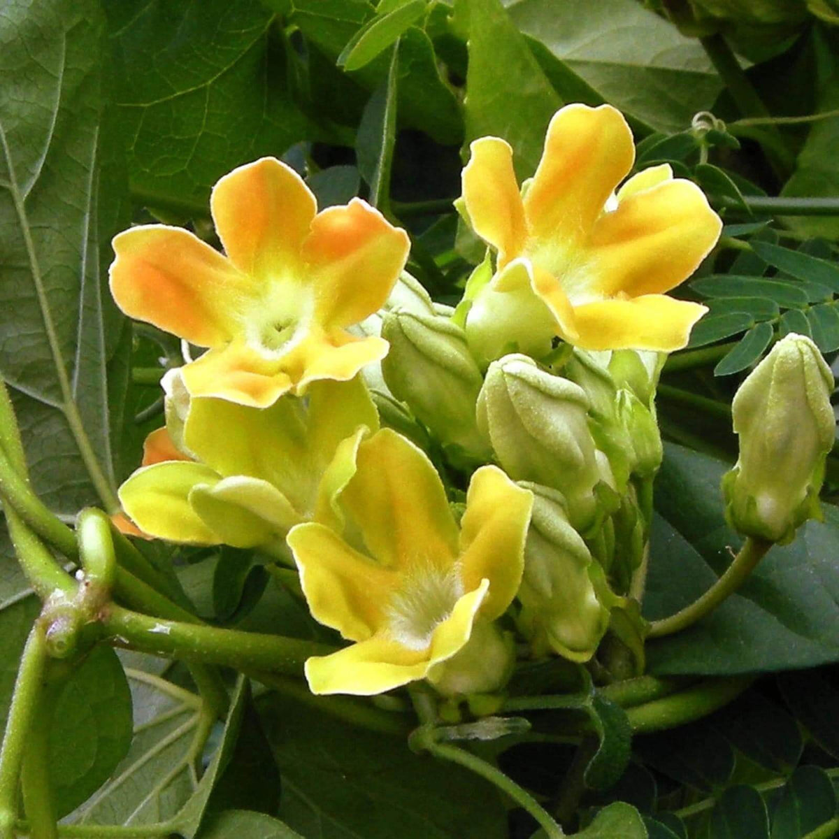 Telosma Cordata Seeds -  Heirloom Flower Plant for Home Gardens