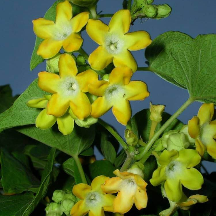 Telosma Cordata Seeds -  Heirloom Flower Plant for Home Gardens