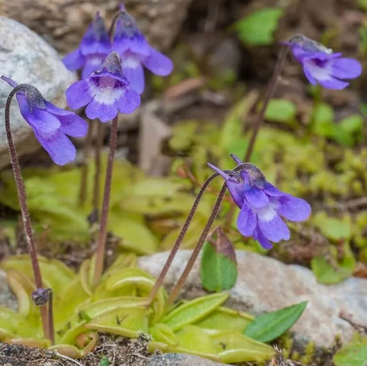 Temperate Butterwort Seeds