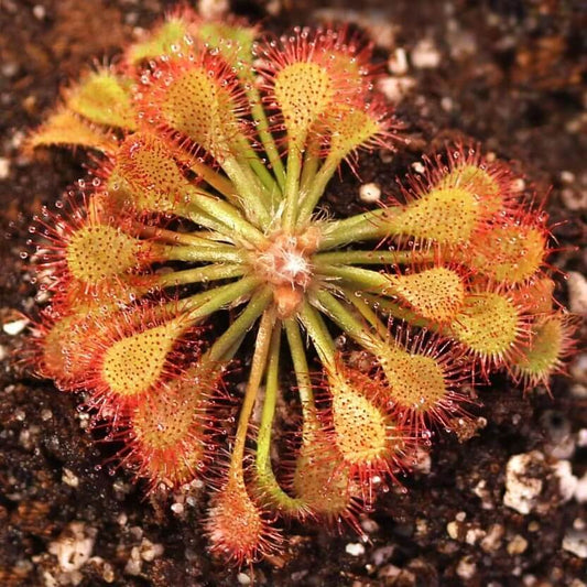 Temperate Carnivorous Plant Seeds