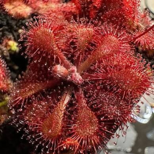 Temperate Sundew Drosera Species Seeds