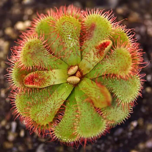 Temperate Sundew Seeds