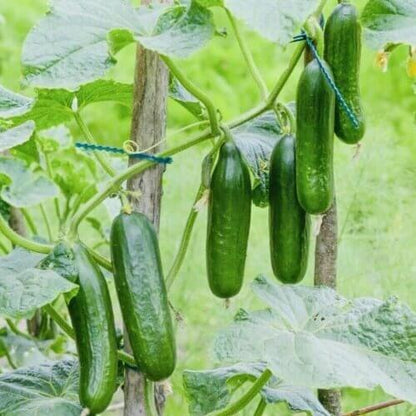 Tendergreen Burpless Cucumber Seeds