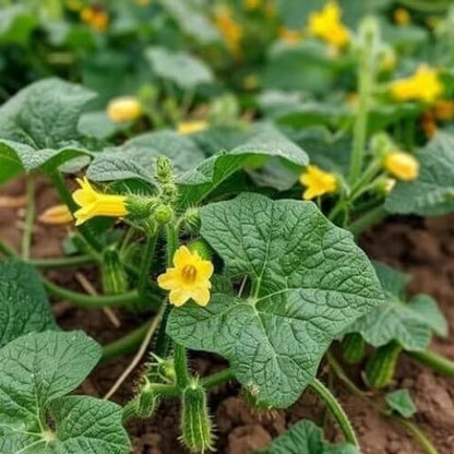 Tendergreen Burpless Cucumber Seeds