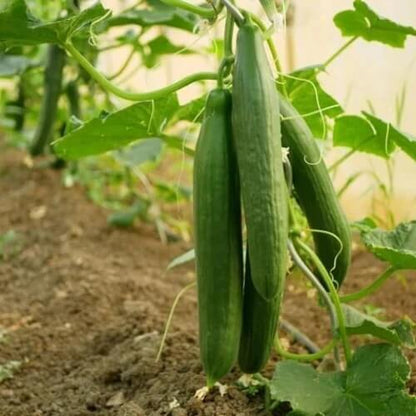 Tendergreen Burpless Cucumber Seeds
