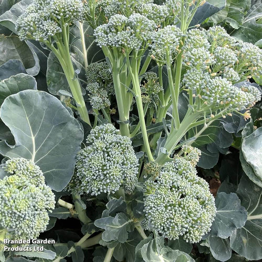 Tenderstem Broccoli Seeds - Heirloom Vegetable Plant for Home Gardens