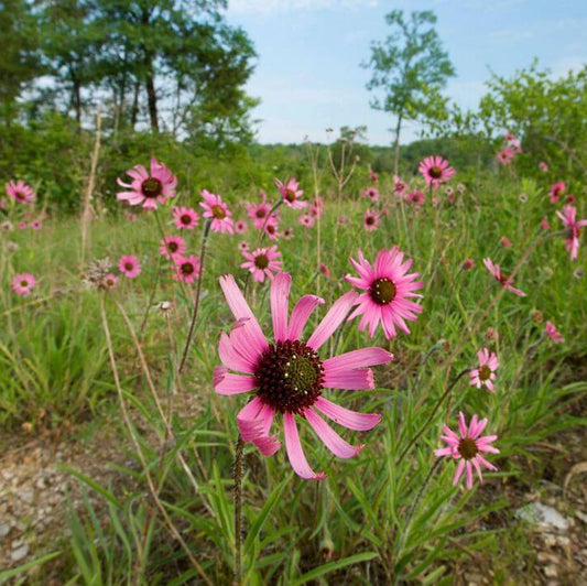 Tennessee Coneflower Seeds - Flower Plant