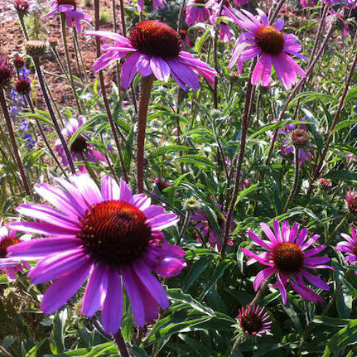 Tennessee Coneflower Seeds - Flower Plant