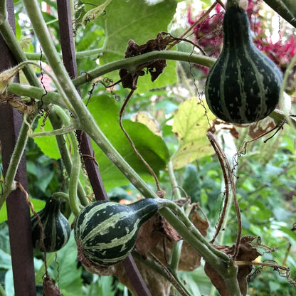 Tennessee Spinning Gourd Seeds - Heirloom Vegetable Plant for Home Gardens