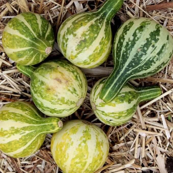 Tennessee Spinning Gourd Seeds - Heirloom Vegetable Plant for Home Gardens