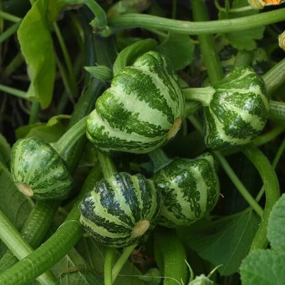 Tennessee Spinning Gourd Seeds - Heirloom Vegetable Plant for Home Gardens