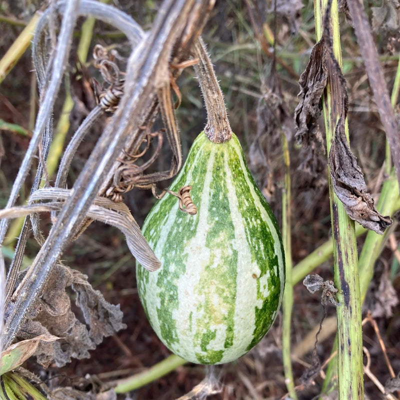 Tennessee Spinning Gourd Seeds - Heirloom Vegetable Plant for Home Gardens