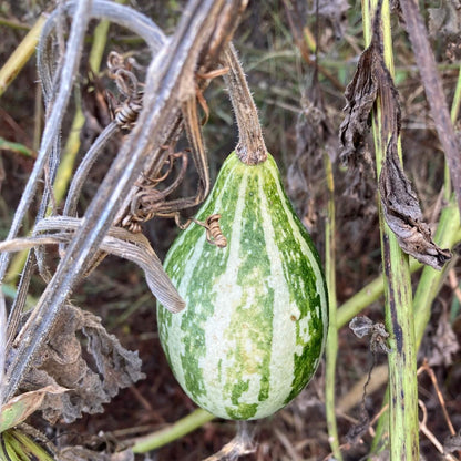 Tennessee Spinning Gourd Seeds - Heirloom Vegetable Plant for Home Gardens