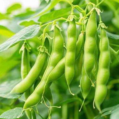 Tepary Bean Seeds