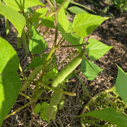 Tepary Bean Seeds