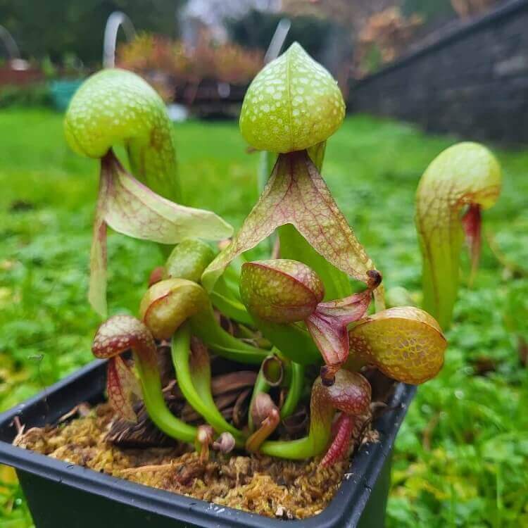 Terrarium Cobra Lily Seeds – Carnivorous Plant Seeds for Home Gardens