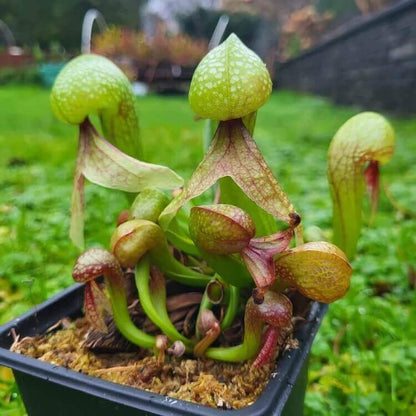 Terrarium Cobra Lily Seeds – Carnivorous Plant Seeds for Home Gardens