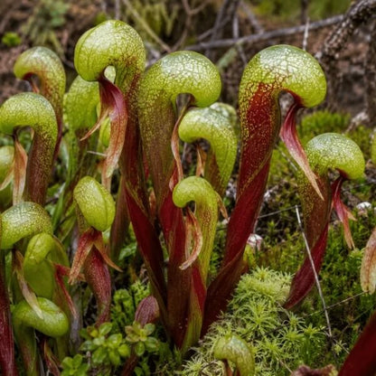 Terrarium Cobra Lily Seeds – Carnivorous Plant Seeds for Home Gardens