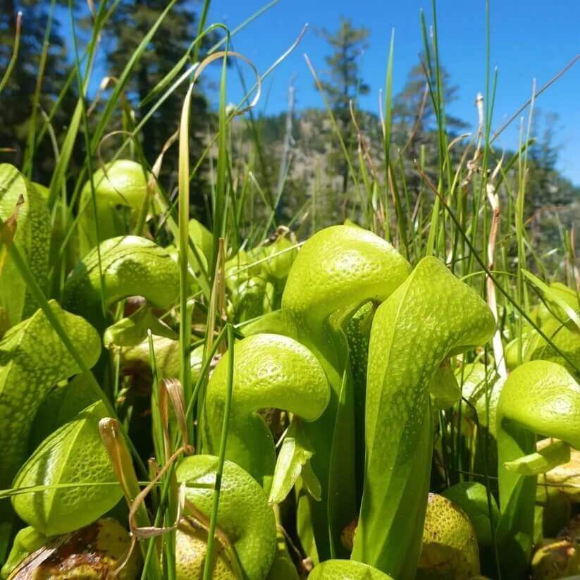Terrarium Cobra Lily Seeds – Carnivorous Plant Seeds for Home Gardens