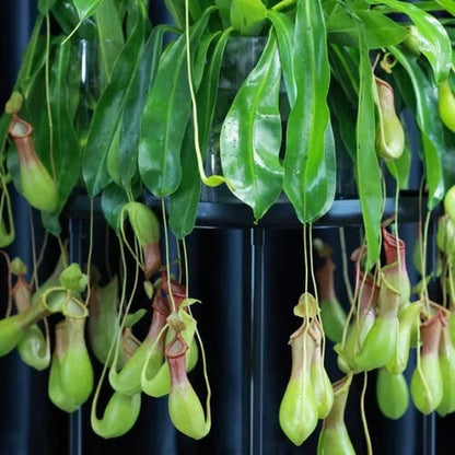 Terrarium Nepenthes Seeds