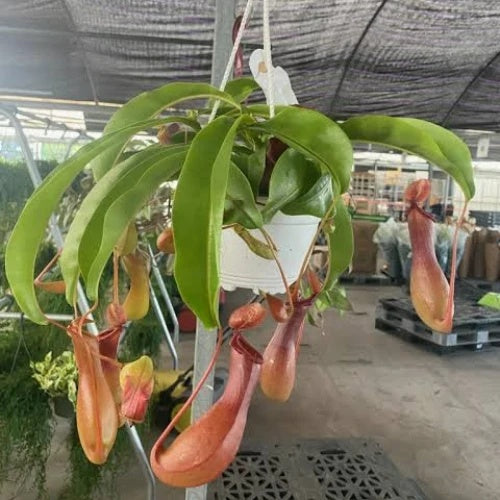 Terrarium Nepenthes Seeds