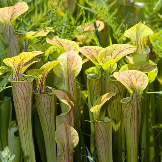 Terrarium Pitcher Plant Seeds