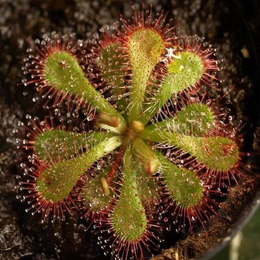 Terrarium Sundew Seeds 