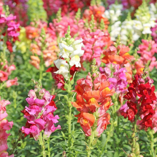 Tetra Mix Snapdragon seeds
